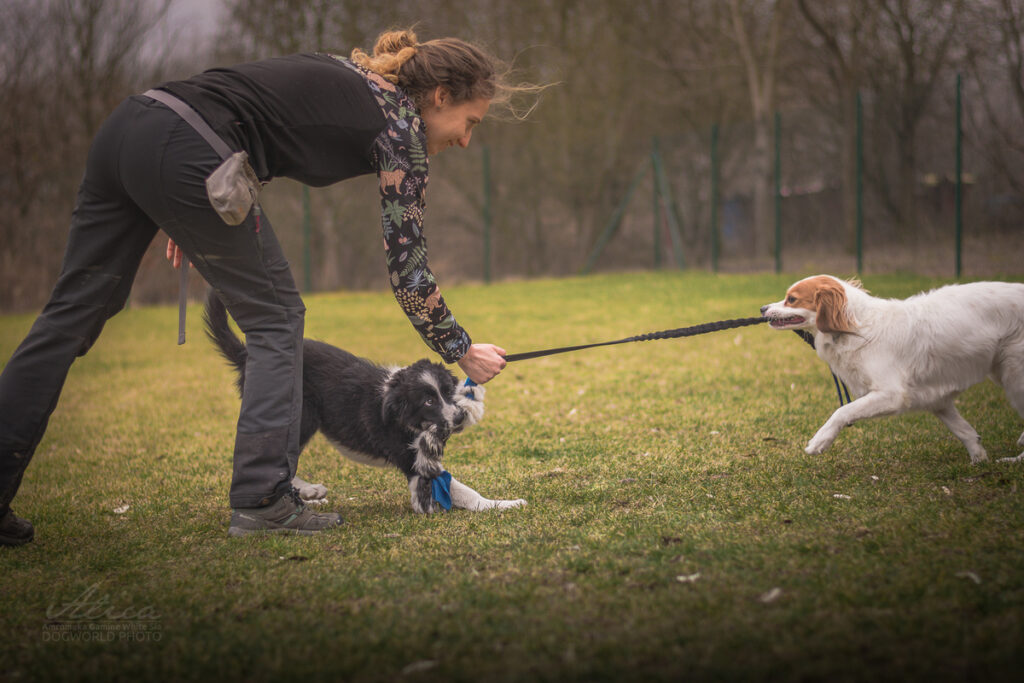 Socializace psů, hra s výcvikovou pomůckou z Pamlskového ráje