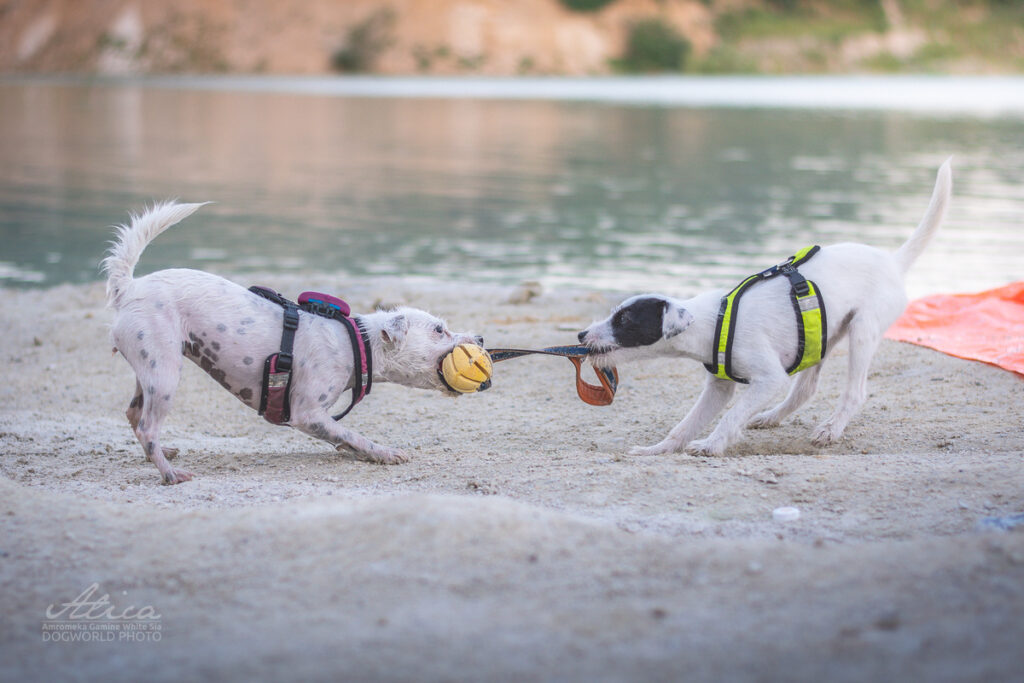 Psi s výcvikovou pomůckou - plovacím míčkem z Pamlskového ráje